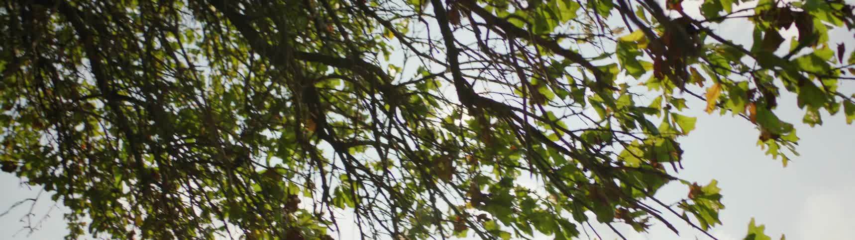 Close up view of a tree in the wilderness is displayed