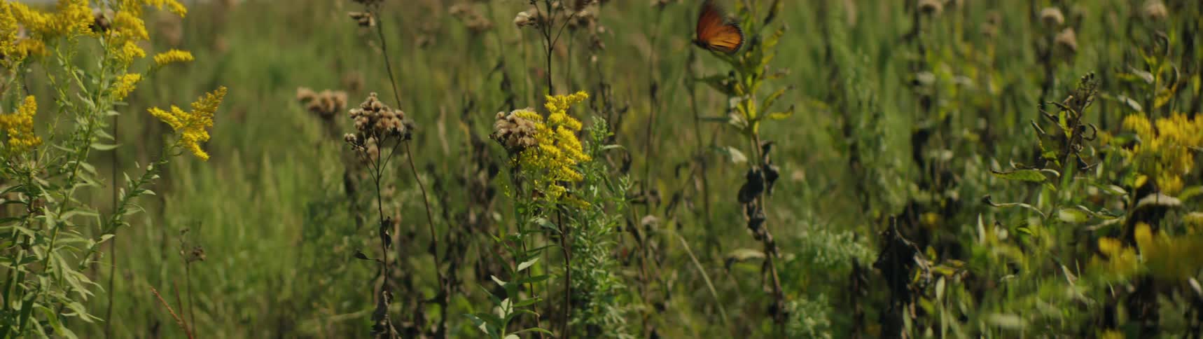 Young woman tries to catch butterflies on a field at daytime