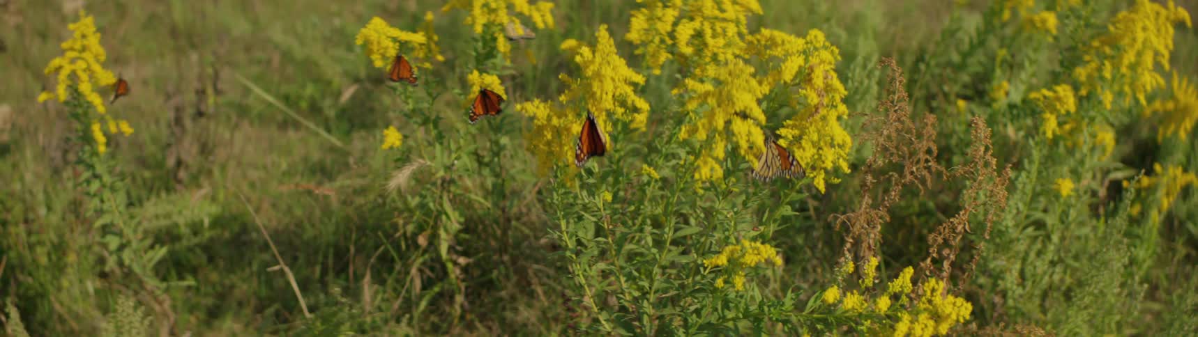 Monarch butterflies are getting nectar from goldenrod flowers as they move in the breeze