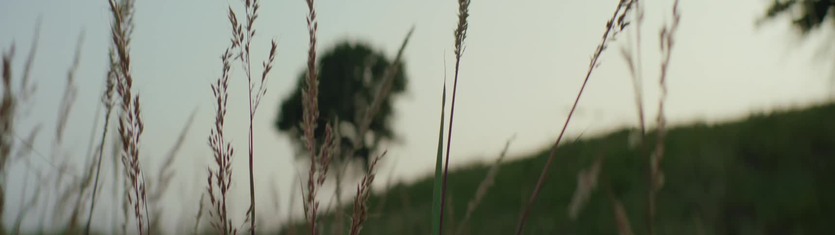 Close up view of plants in a field is displayed at dusk
