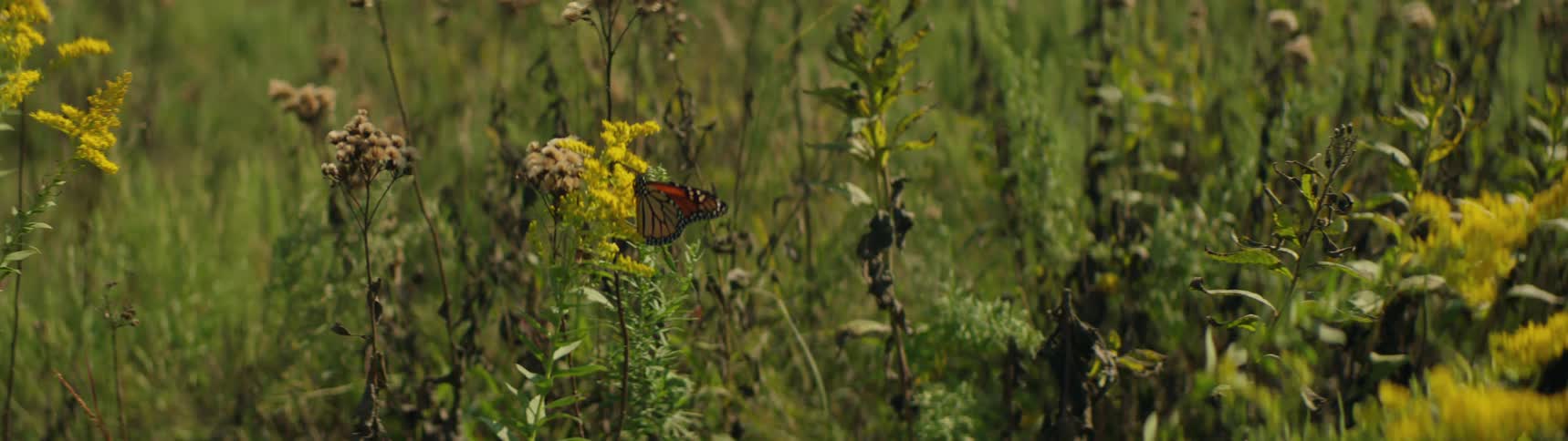 A butterfly is landing on a flower in a field