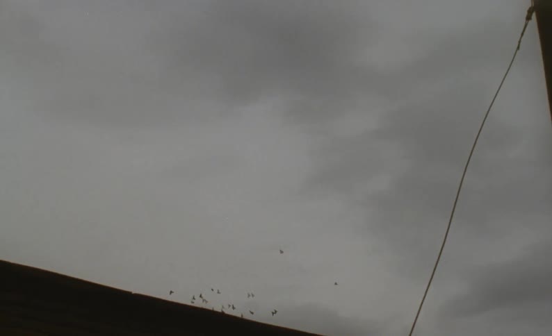 Flock of birds flies together in circles over building under an overcast sky