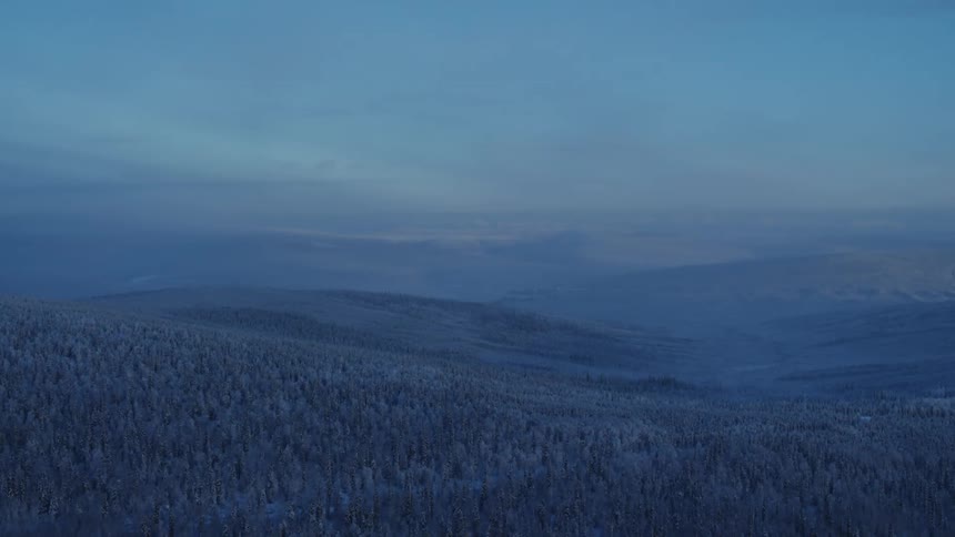 Frosted conifer forest stretches to the horizon on a foggy day