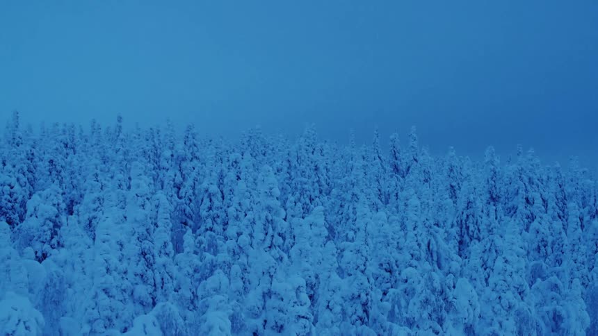 Aerial view of a forest during the winter is displayed