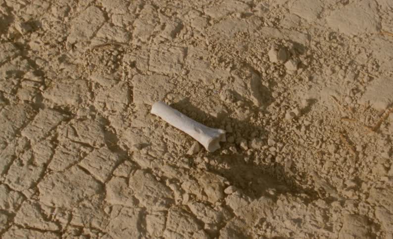 A singular bone sits on the ground in the desert