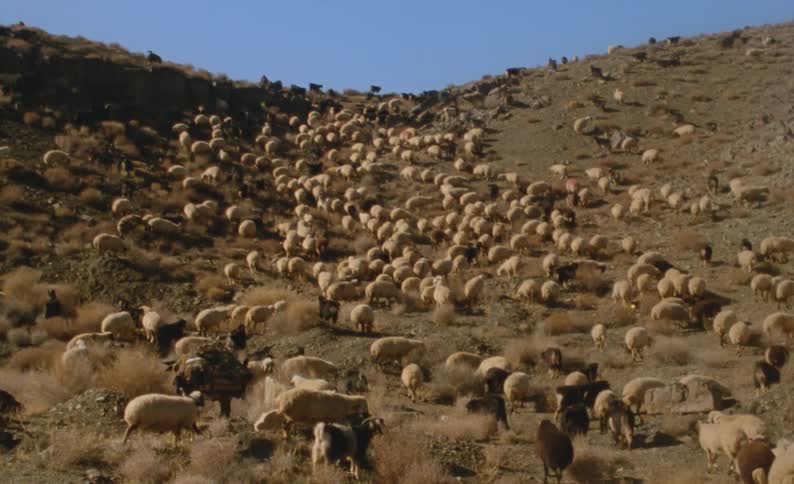 A flock sheep being shown