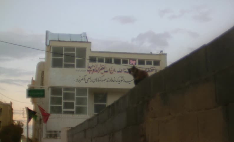 Cat sits on wall near apartment buildings with red sky on the horizon