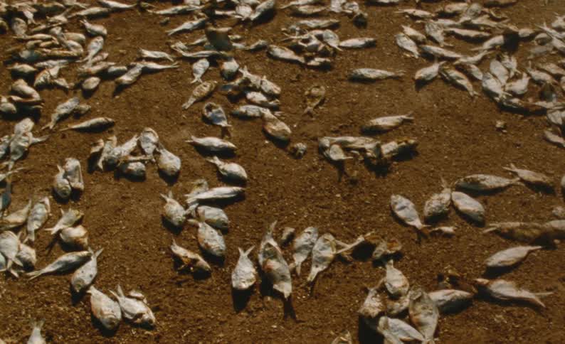 Dozens of dead fish lie on the ground