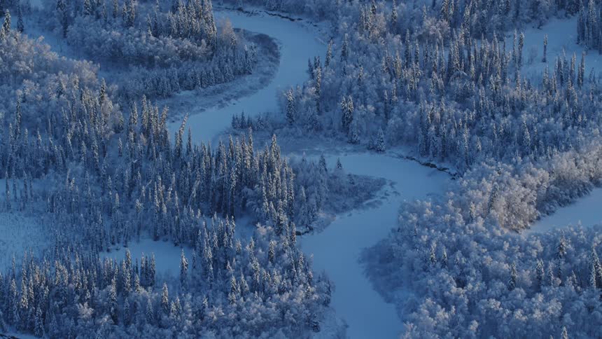 An aerial view of a forest with trees covered in snow