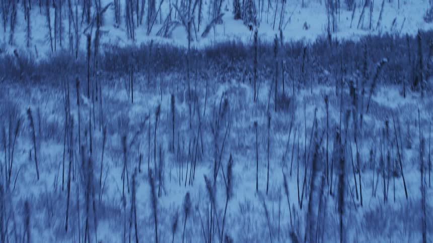 A revealing shot of snowy grounds bare trees and a snow covered mountain in the distance