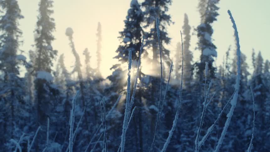 A snow covered forest with sun shining through the trees in the morning