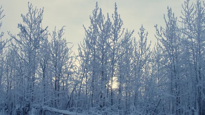 Trees covered in frost in woodland during the day