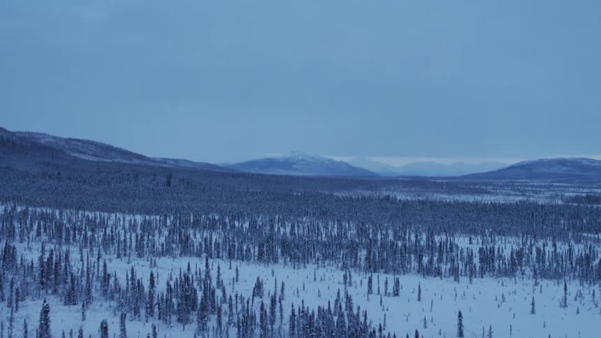 Landscape shot of a forest of land
