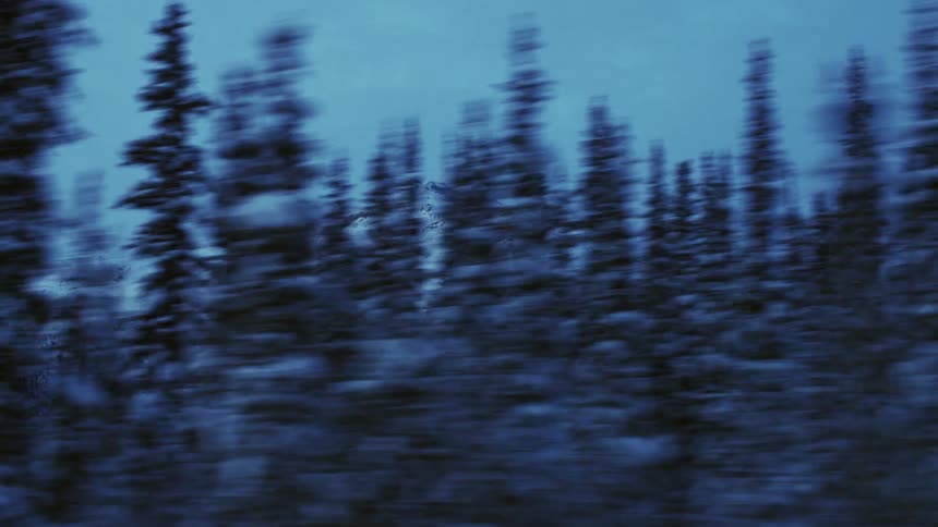 A forest in front of a snow covered mountain range
