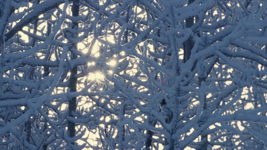 Frost covered trees in a forest