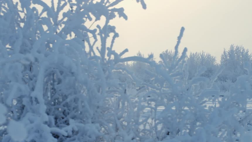 The view is of the nature area around the winter time