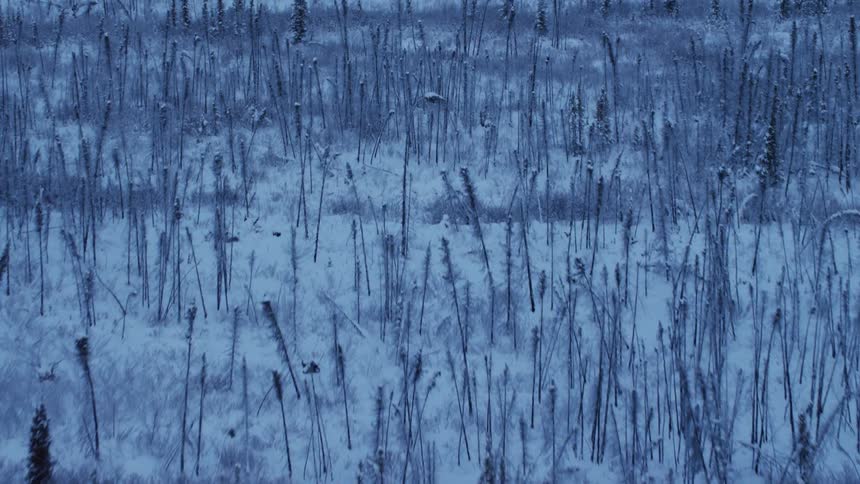Snow covers a weed filled field and forest