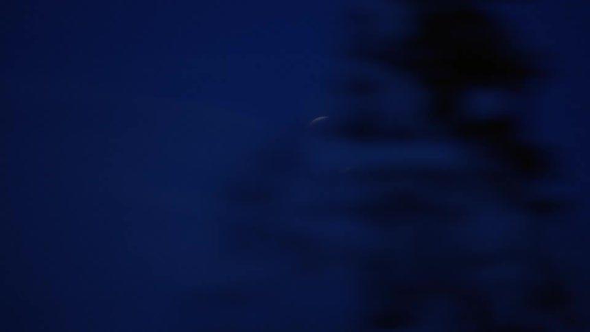 Trees in front of a lit up moon at night