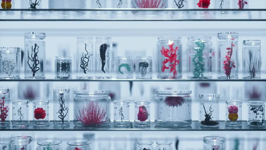 Glass jars with ocean specimens inside on glass shelves in a bright room