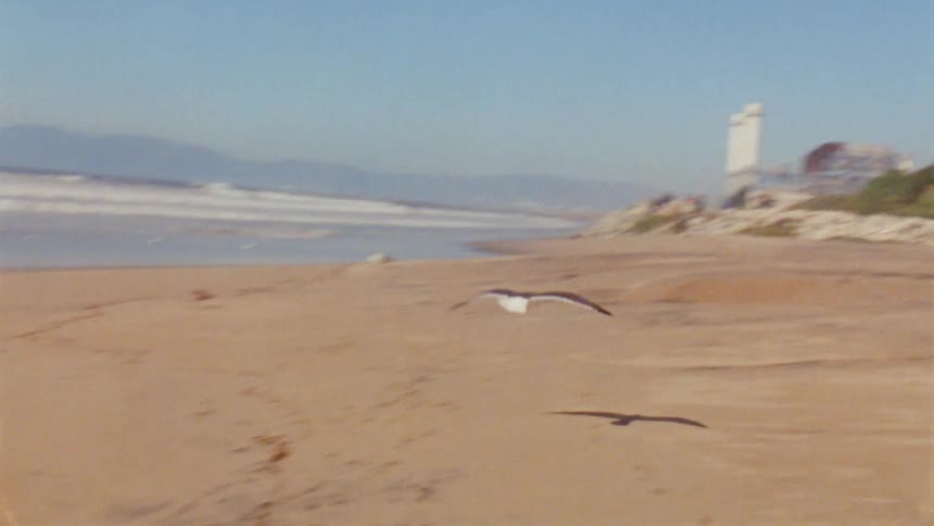 A bird flies along the coast and lands on the beach near other birds