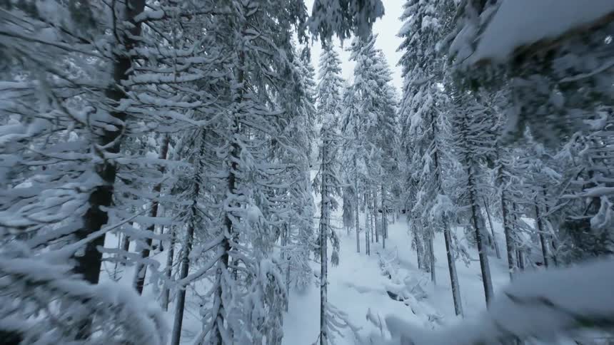 Ice crusts branches of conifer trees in snow covered forest