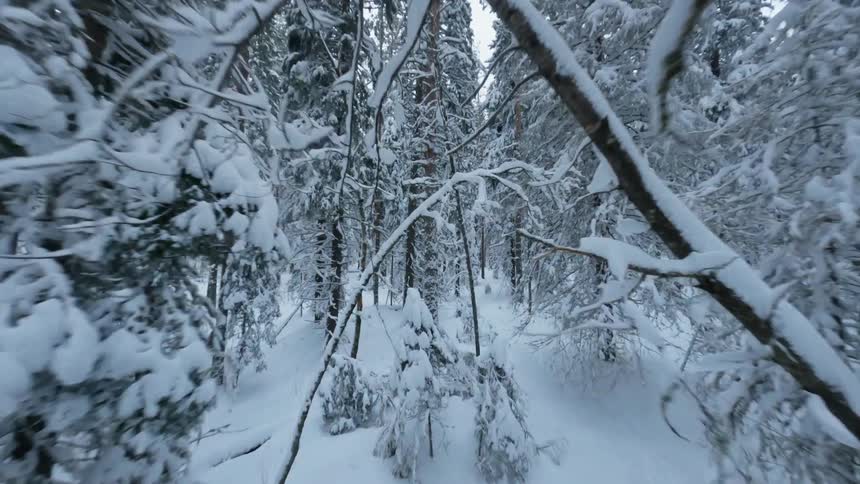 The forest is covered with snow