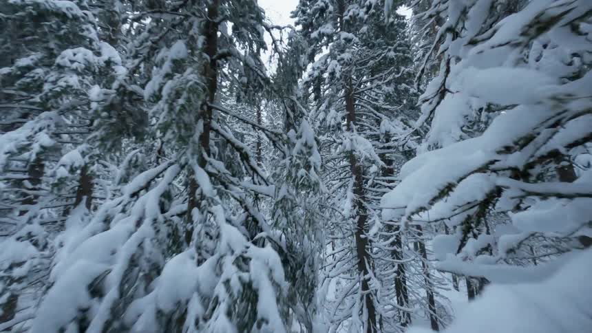 Trees covered in snow and ice in a forest during the day