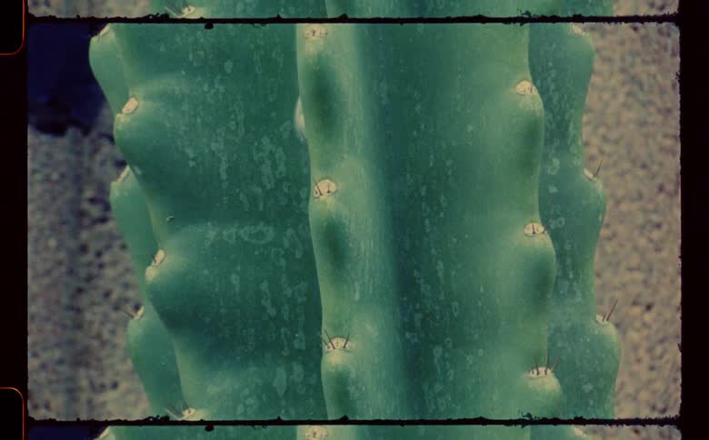 Close up of monstrose cereus peruvianus