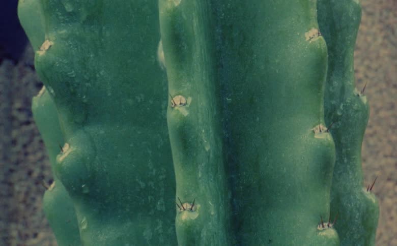 Close up of mist and rain dripping on a cactus plant in the desert