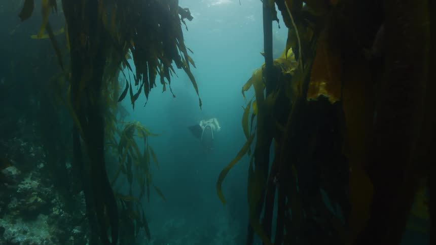 A woman wearing a bathing suit and fins swims through a kelp forest then up to the sun lit surface
