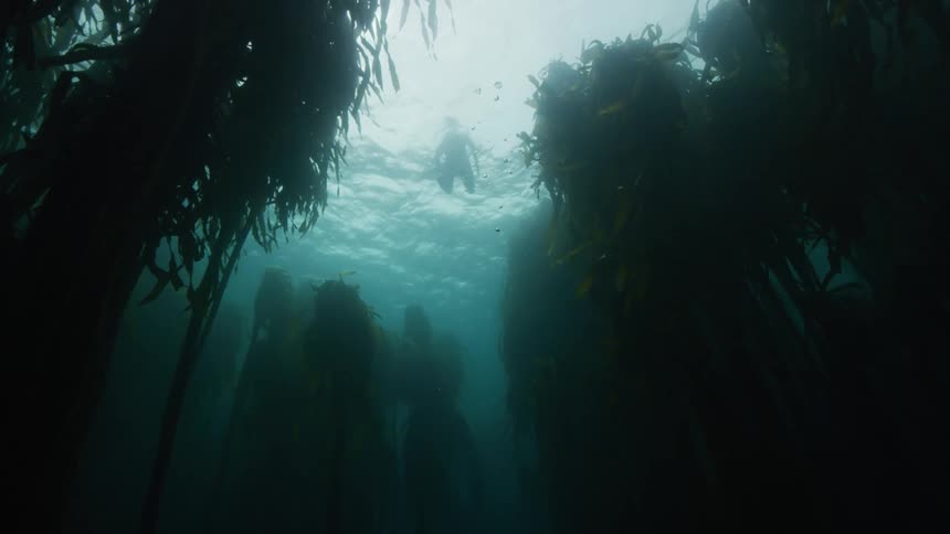 A person is scuba diving in the ocean water