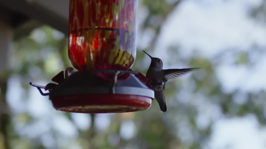 A hummingbird flies on to a bird feeder
