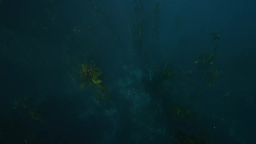 Underwater view of a forest of seaweed rising from the sea floor