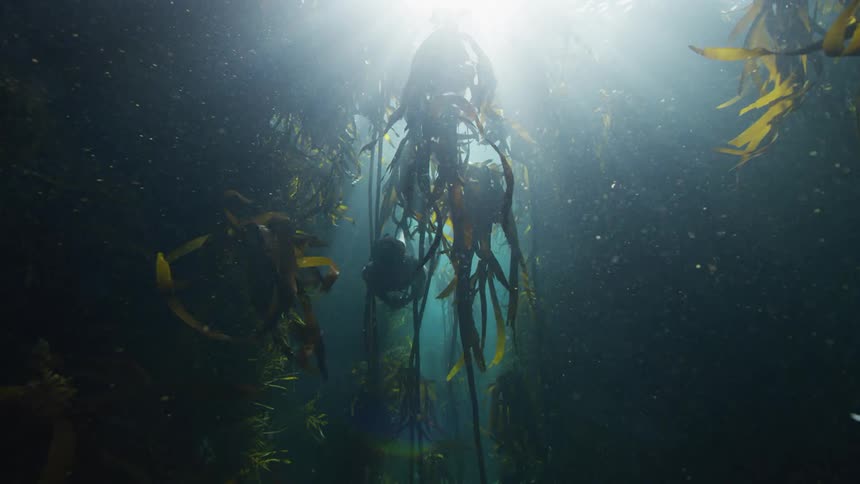 A person swimming underwater among long seaweed
