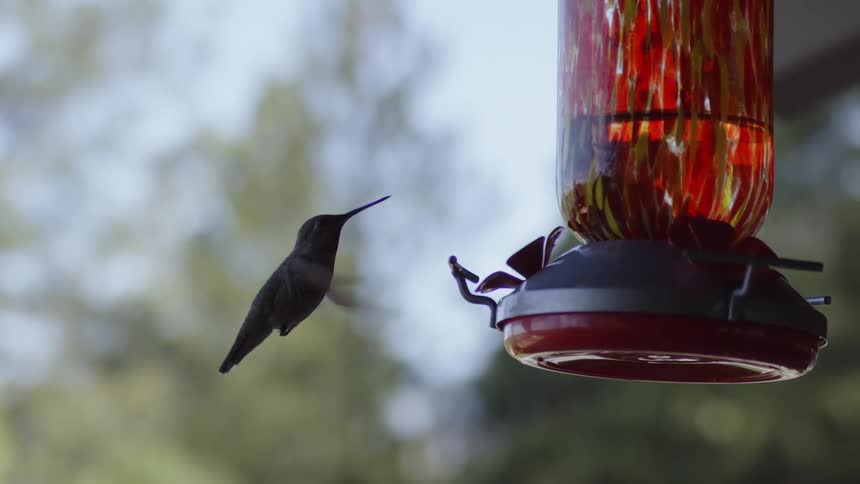 A hummingbird lands on a bird feeder