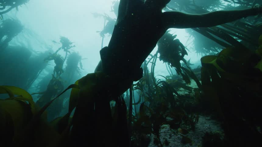 A woman diving under the water swims