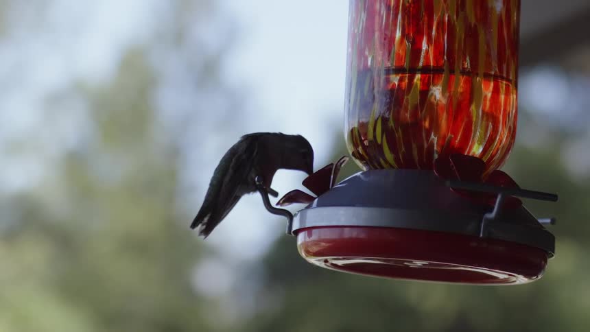 A hummingbird is sitting on the edge of a bird feeder flapping its wings and stopping to eat