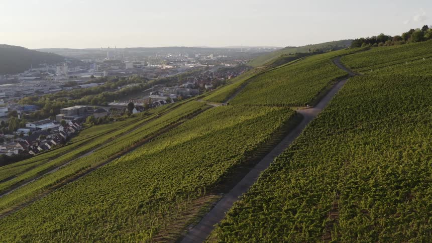 A neighborhood sits below rows of crops on a hill