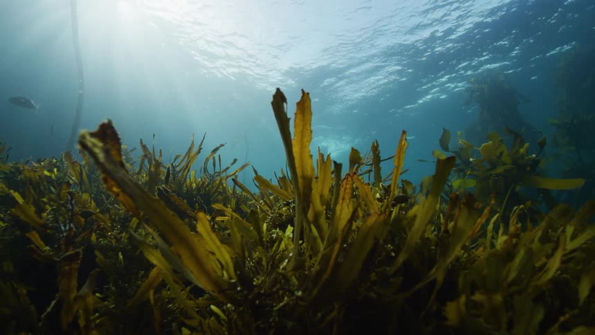Seaweed and underwater vegetation move along the seabed as fish swim and sunlight shines and reflects on ripples on the surface