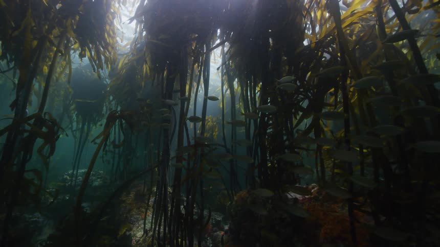 Under water footage of fish swimming in the ocean