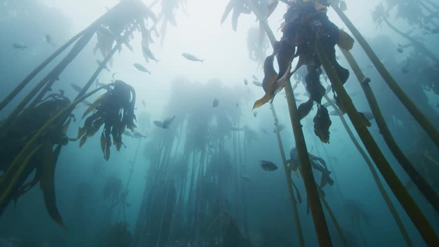 Fish are swimming around tall plants underwater as sunlight shines from above