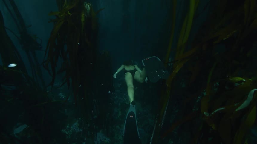 Woman wearing flippers swims through kelp bed near seafloor