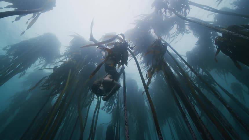 A woman wearing a snorkel and diving fins is swimming through a kelp forest as she holds on to one of the plants
