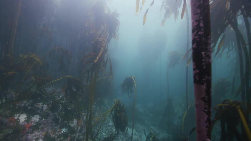 Seaweed and underwater vegetation move along the seabed as fish swim and sunlight shines from above