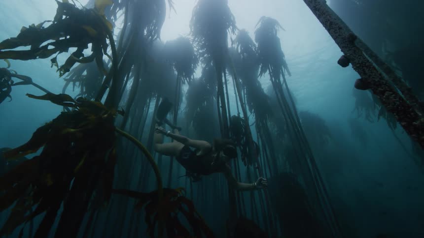 Woman with snorkel and swimsuit swims underwater kelp forest cape town