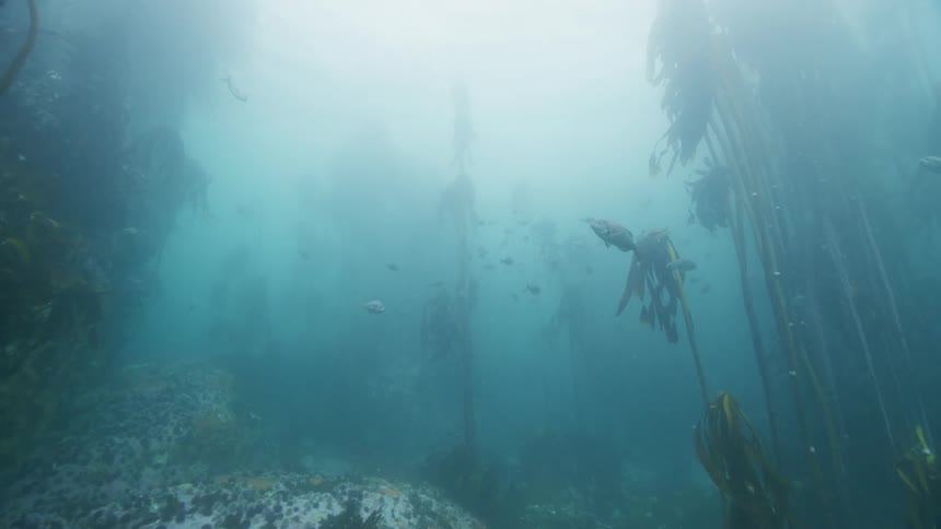Fish swim underwater kelp forest cape town