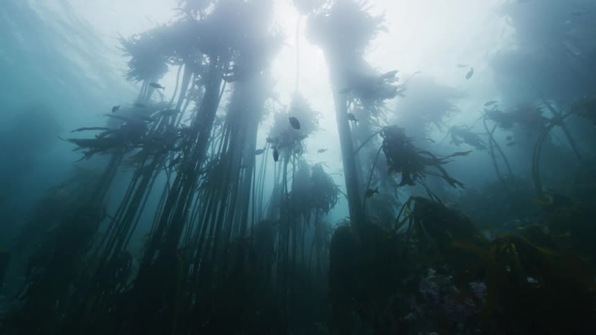 Tall kelp and fish are underwater