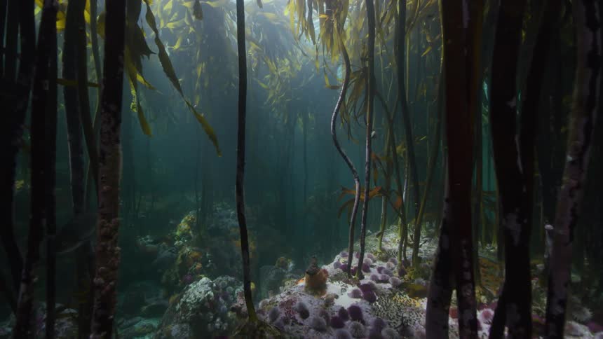 Underwater shot of flora