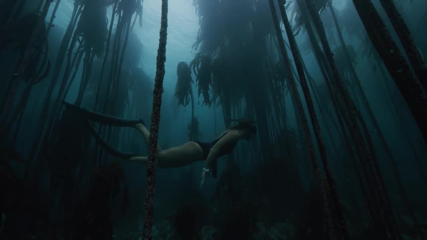 Slow motion underwater footage of a woman swimming through a kelp forest in the ocean