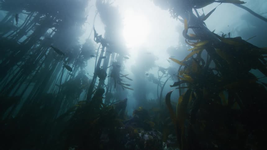 Fish swimming in the ocean is displayed during the day time